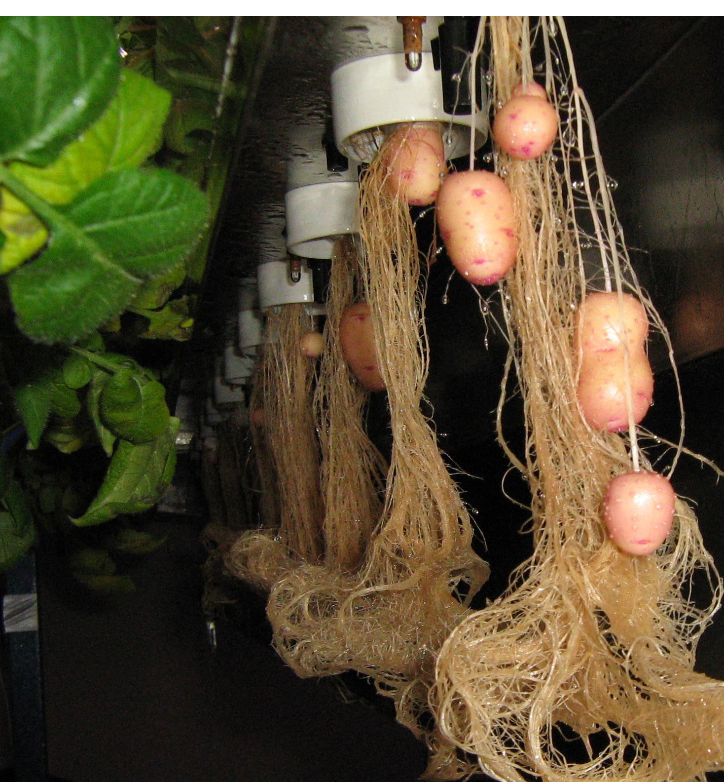 Как вырастить картофель в домашних условиях